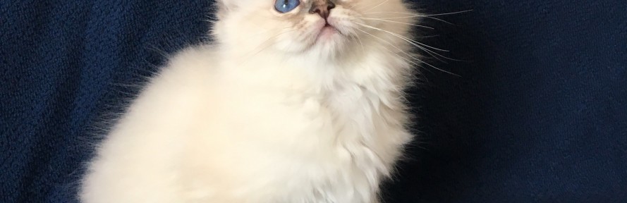 Valeria Froli's cover