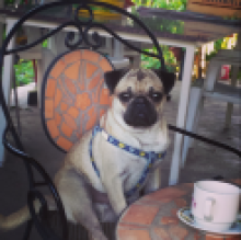 Gioi Mazzucchiello's avatar