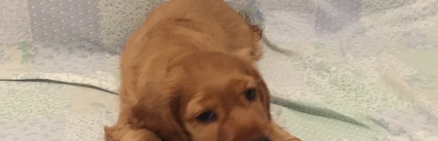 christian marchesi's cover