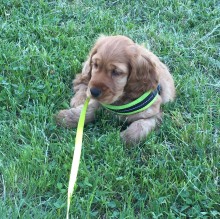 Avatar de christian marchesi