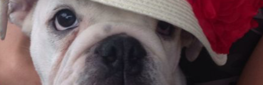 Rocco Bovi's cover