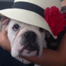 Avatar de Rocco Bovi