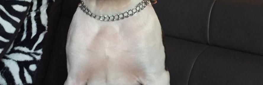 Adam Amstaff's cover