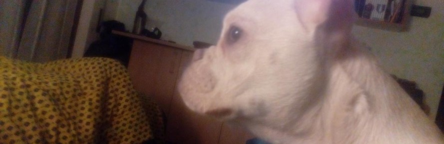 yleppa's cover