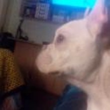 yleppa's avatar