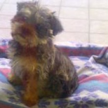 Avatar de Toto Ardone