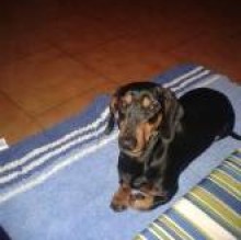 pepe lippo's Avatar