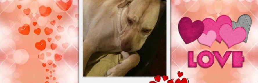 Gianna Corallo's cover