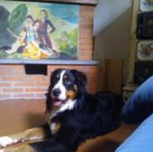 ettoreberner's avatar