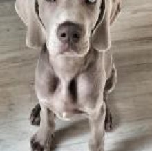 roccoroyalweim's avatar