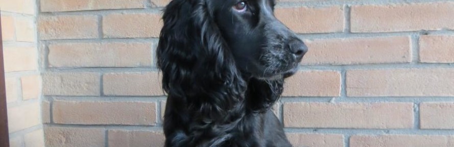 tecla's cover