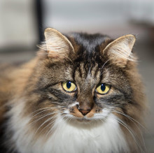 Alessia Cazzaro's avatar