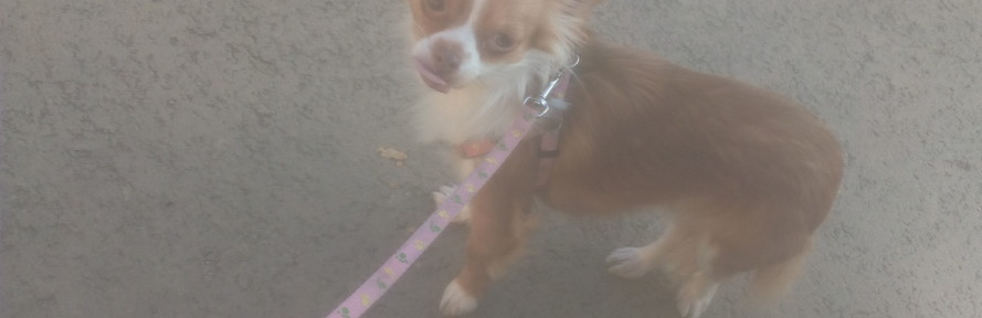 Giulia Drovandi's couverture