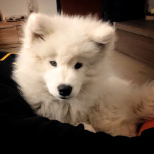 Immagine del profilo di Alaska The Samoyed