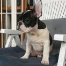 Avatar de PierreCamillo Badino
