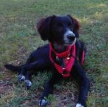 Avatar de dollydoggie