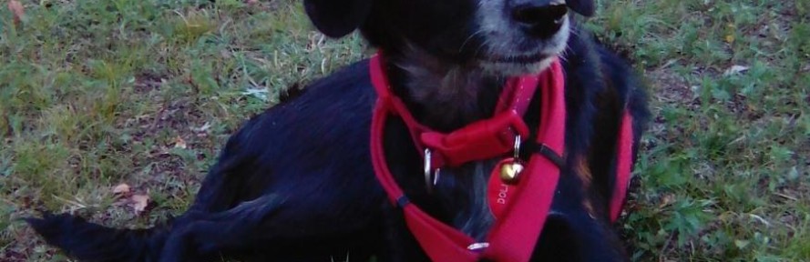 dollydoggie's cover