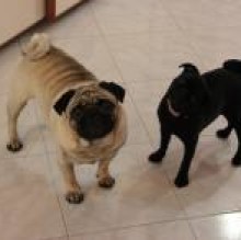 Avatar de RokyeTrillyPugs