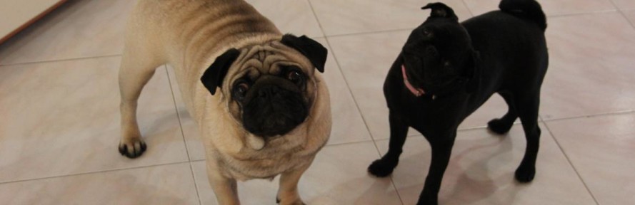 RokyeTrillyPugs's cover