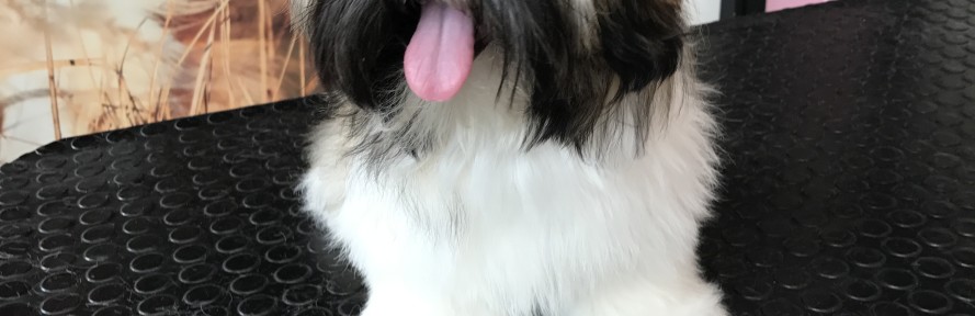 Vittoria's couverture