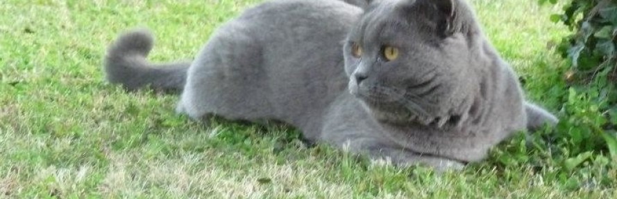 Laura Vanetti's cover