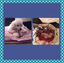 Avatar de BrandyCharlotte Padula