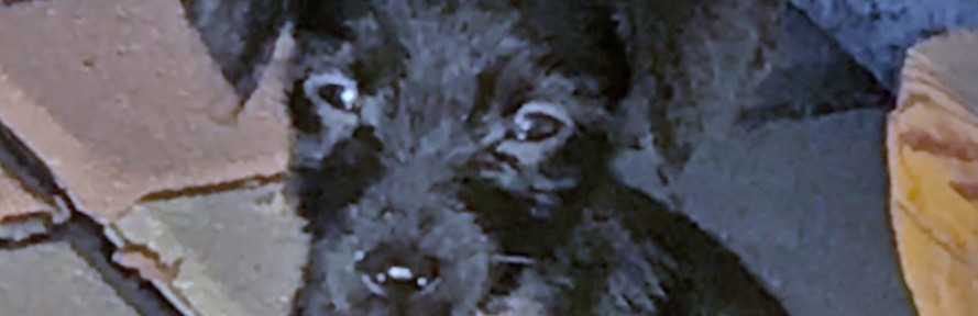 Giancarlo Passoni's cover