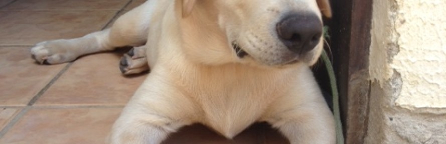 Cover di Spread labrador