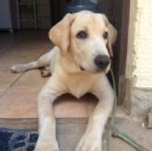 Immagine del profilo di Spread labrador