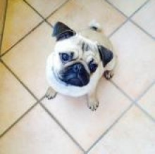 Avatar de Layla Dilauro