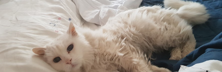 Cover di Carolina Fontana