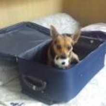 Avatar de Minnie DeSantis