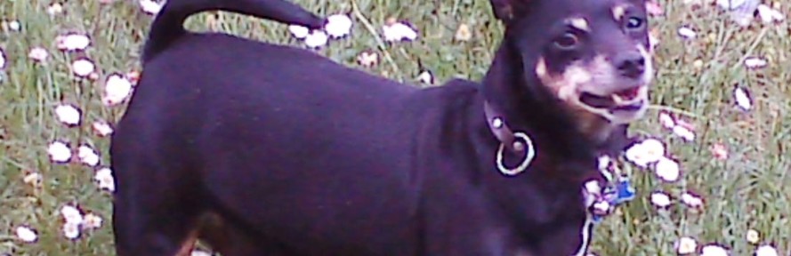 Blacky Bucarini's cover