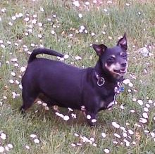 Avatar de Blacky Bucarini