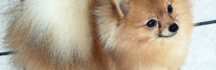 Aslan's cover