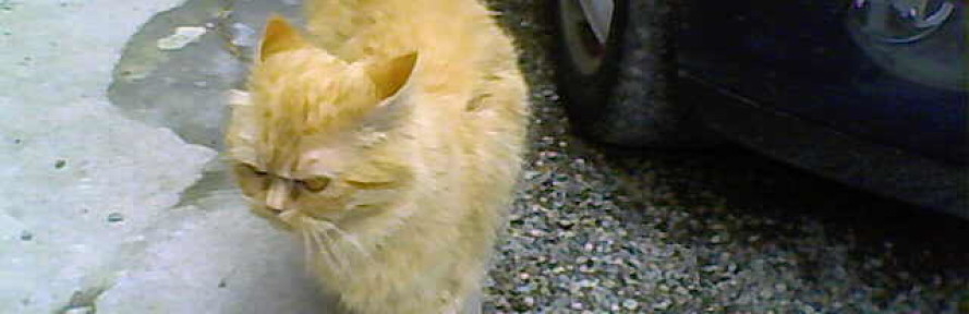 lorenzo's couverture