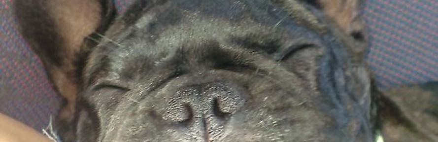 Bal DAgostinoBiondi's cover