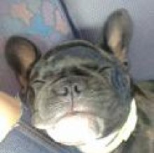 Avatar de Bal DAgostinoBiondi