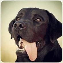 Guss Vanni's Avatar