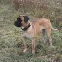 Basir DellaPortaDipinta's Avatar