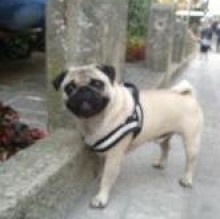 Bock digiusto's Avatar