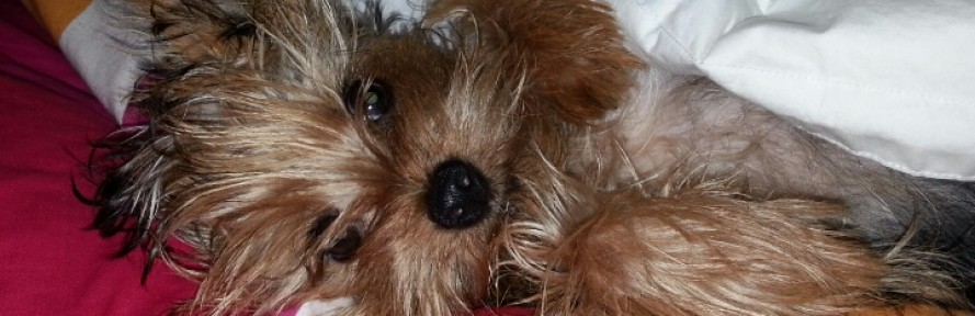 minuetto's cover