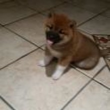 Toki Shiba's Avatar