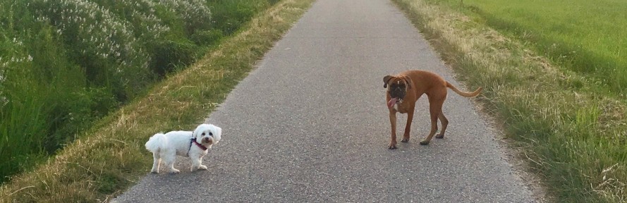 Cover di Martina Ariel