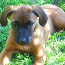 Naki RhodesianRidgeback's avatar