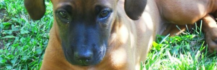Naki RhodesianRidgeback's cover