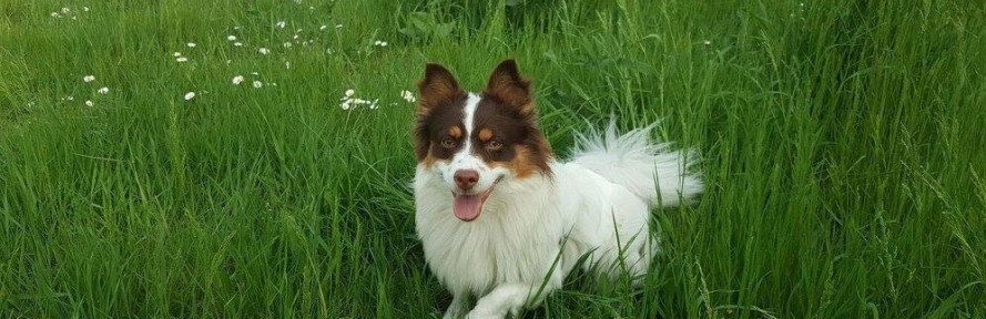 Mauro Venturoli's cover