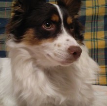 Avatar de Mauro Venturoli