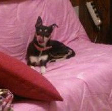 Avatar de Laika Lazzarini