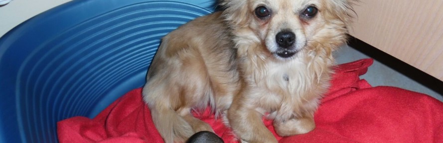 Cover di Selvaggia Magnolfi